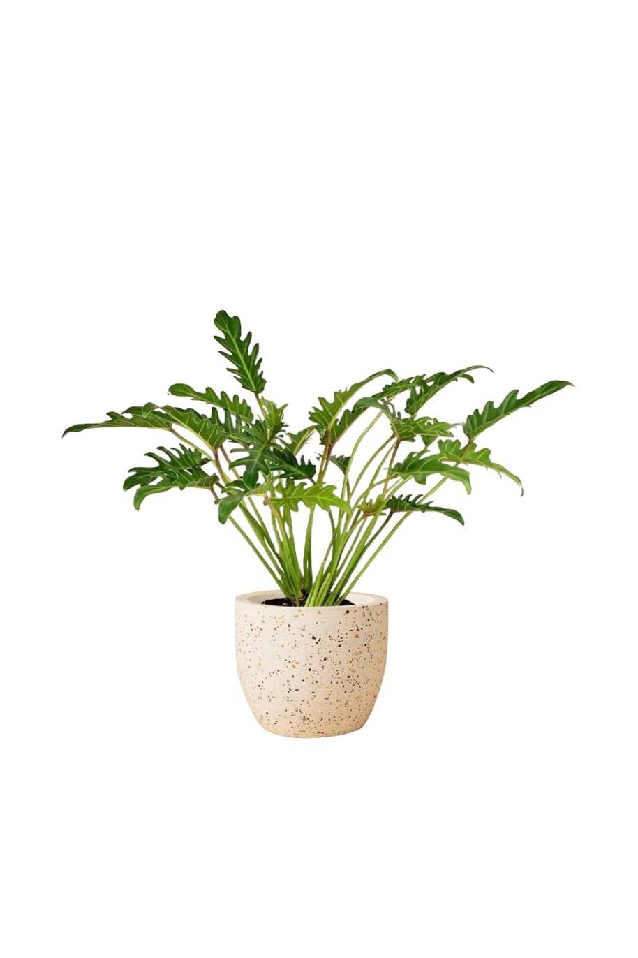 Philodendron Xanadu - Philodendron Xanadu