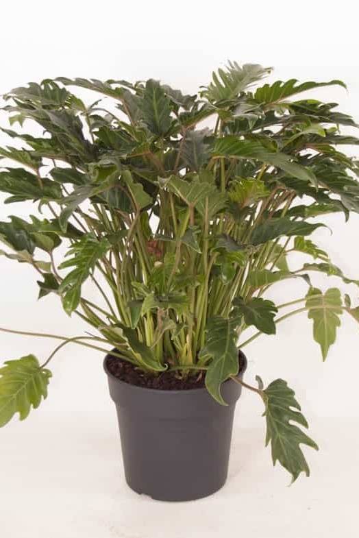 philodendron-xanadu-indoor-plants-plantshop-me