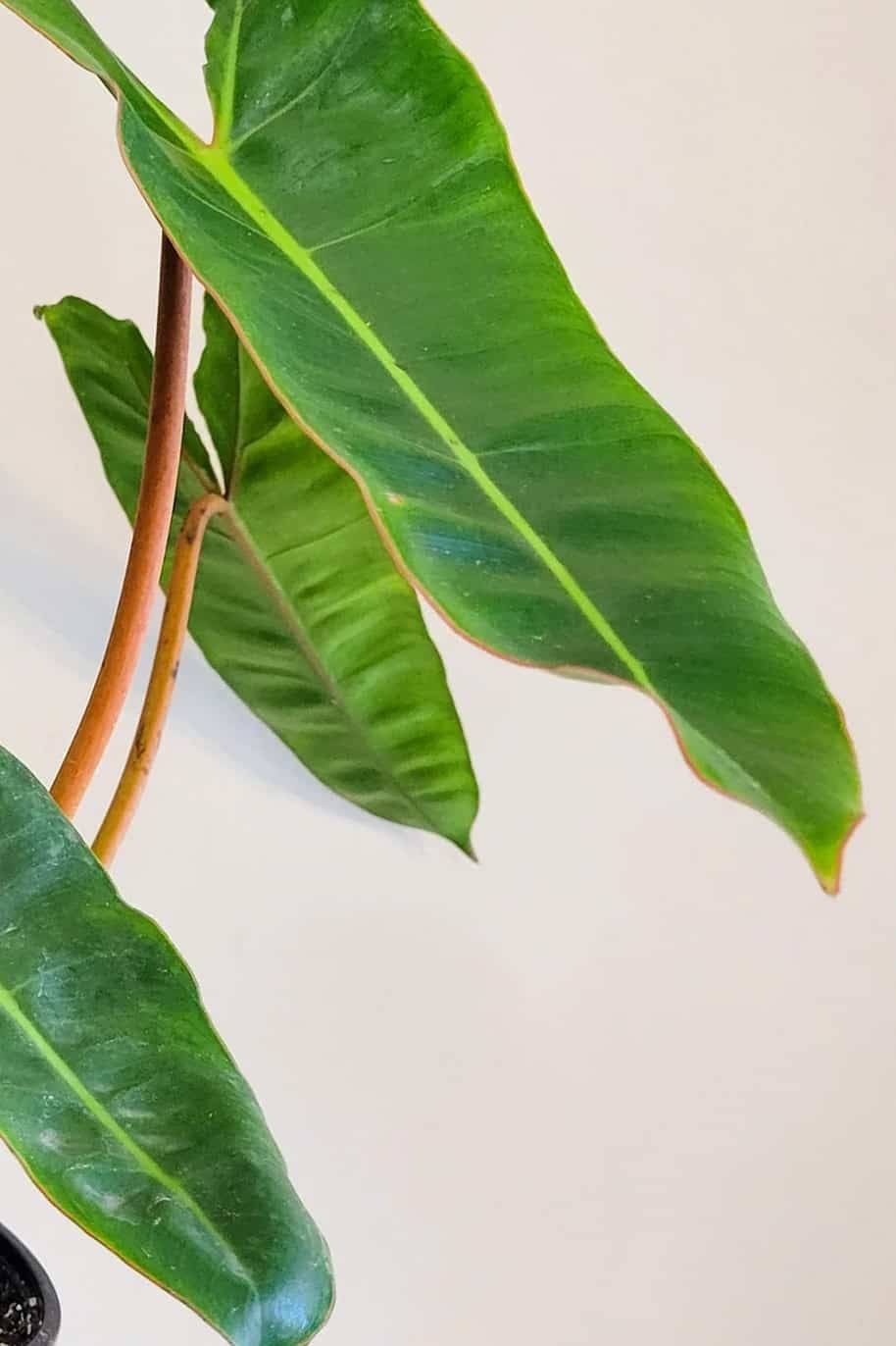 Philodendron