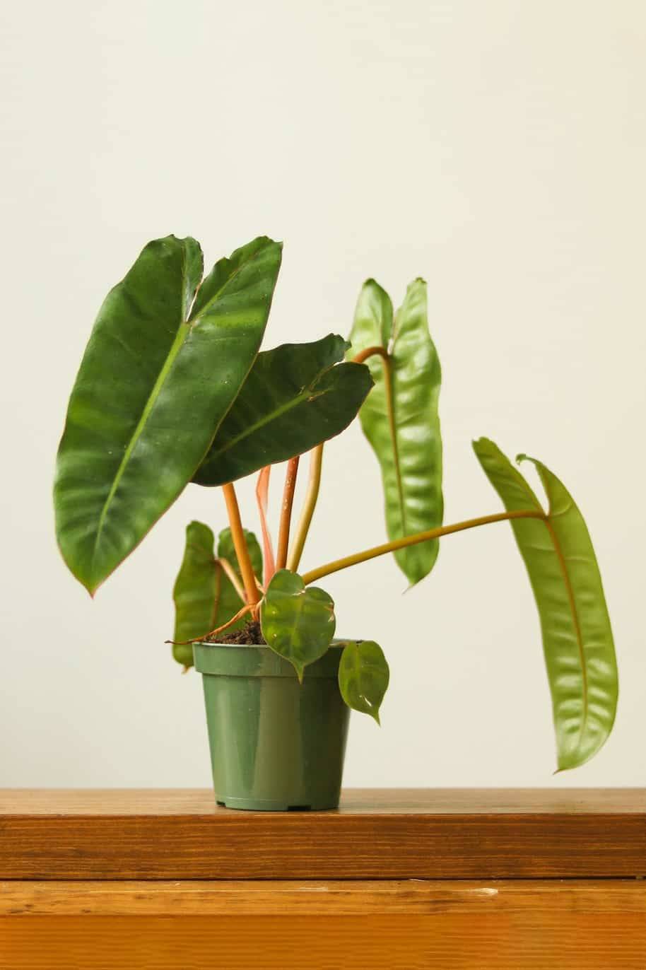 Philodendron Billitiae