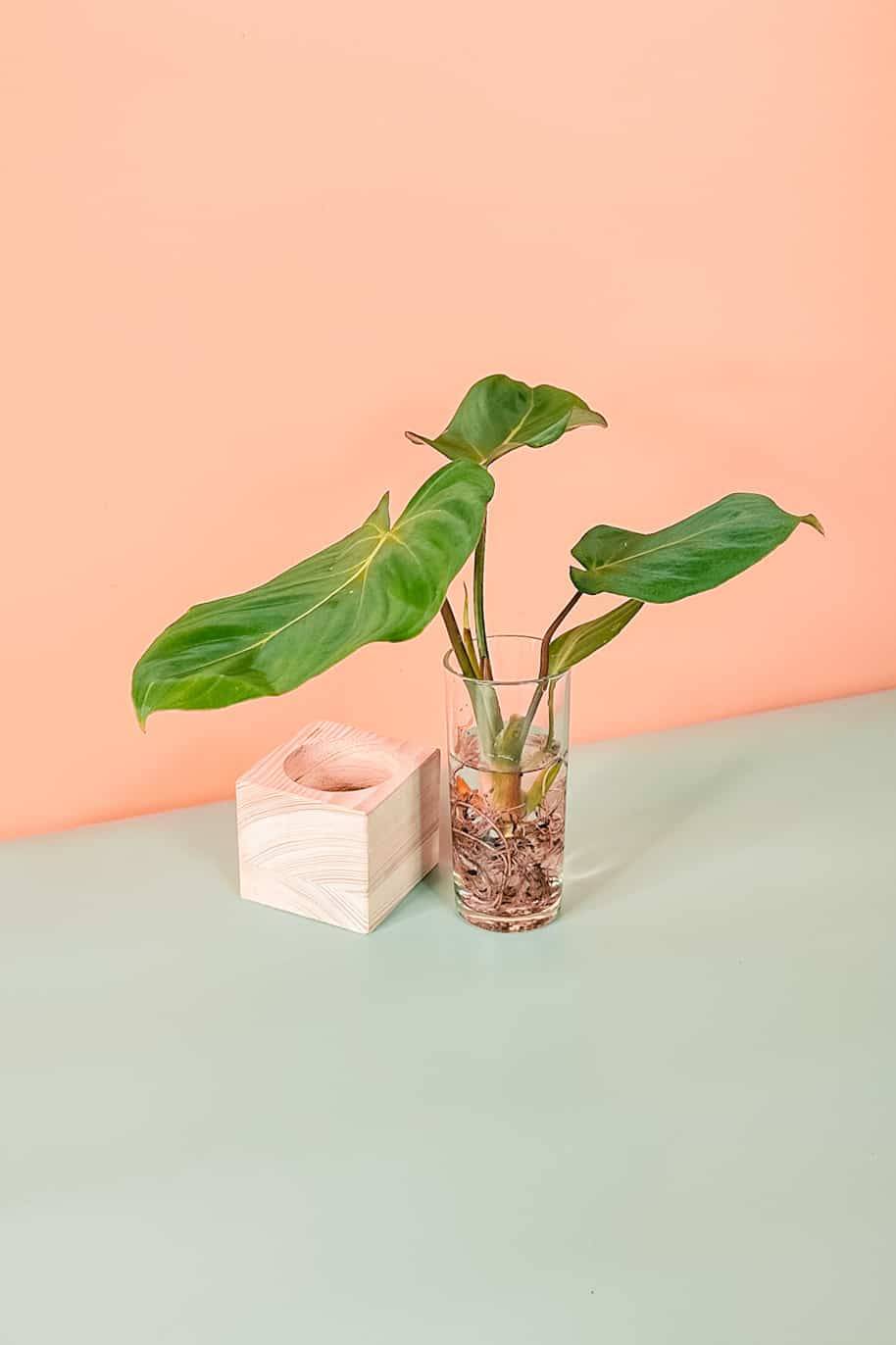 Philodendron Gloriosum Cubo