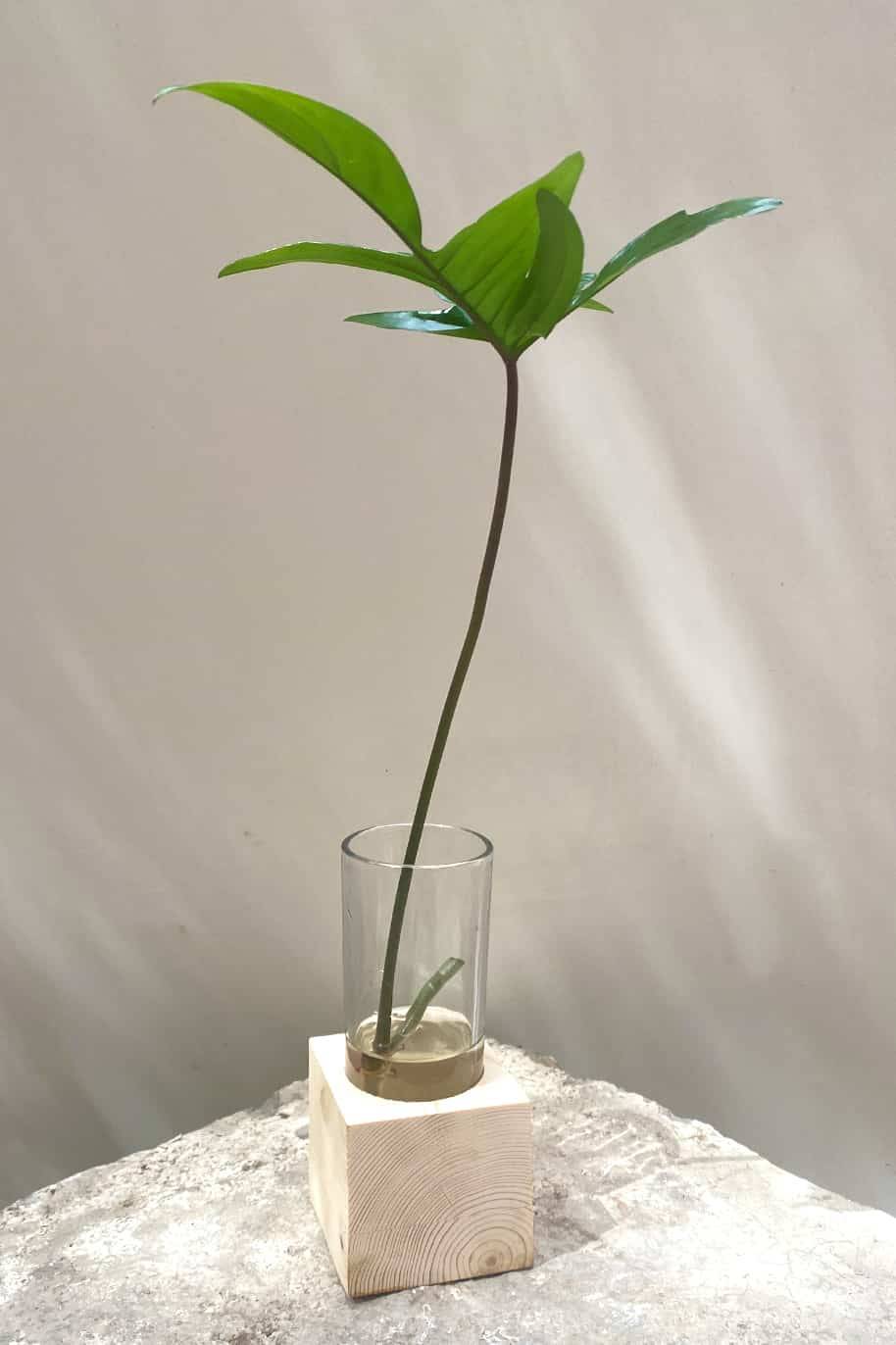 Philodendron Pedatum Cubo