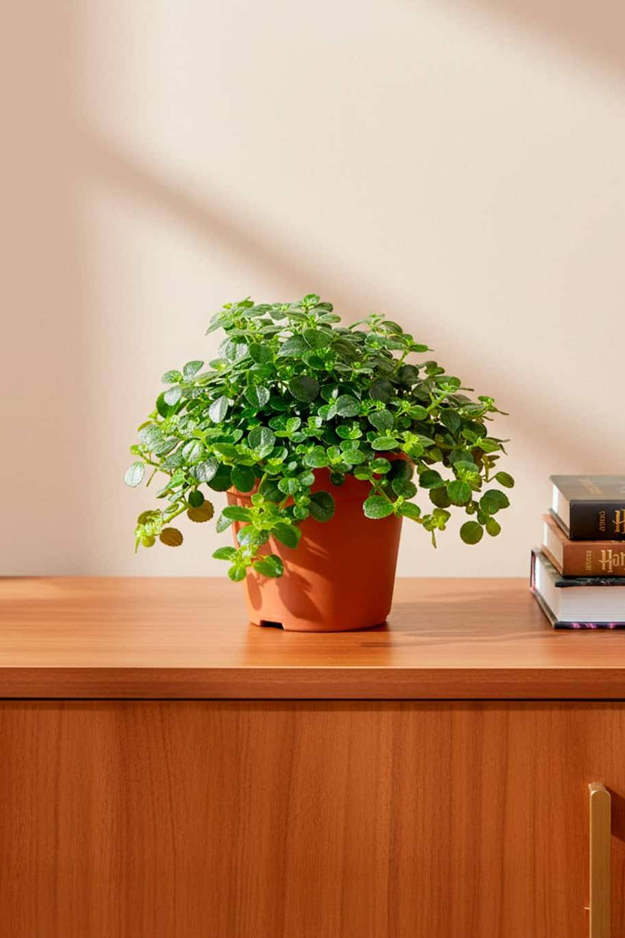 Pilea depressa Sao Paulo