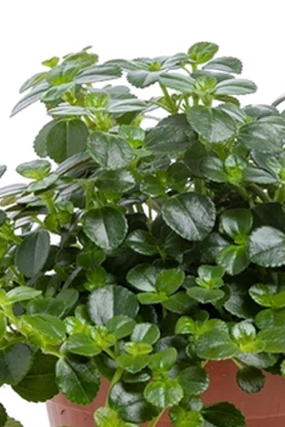 Pilea depressa Sao Paulo