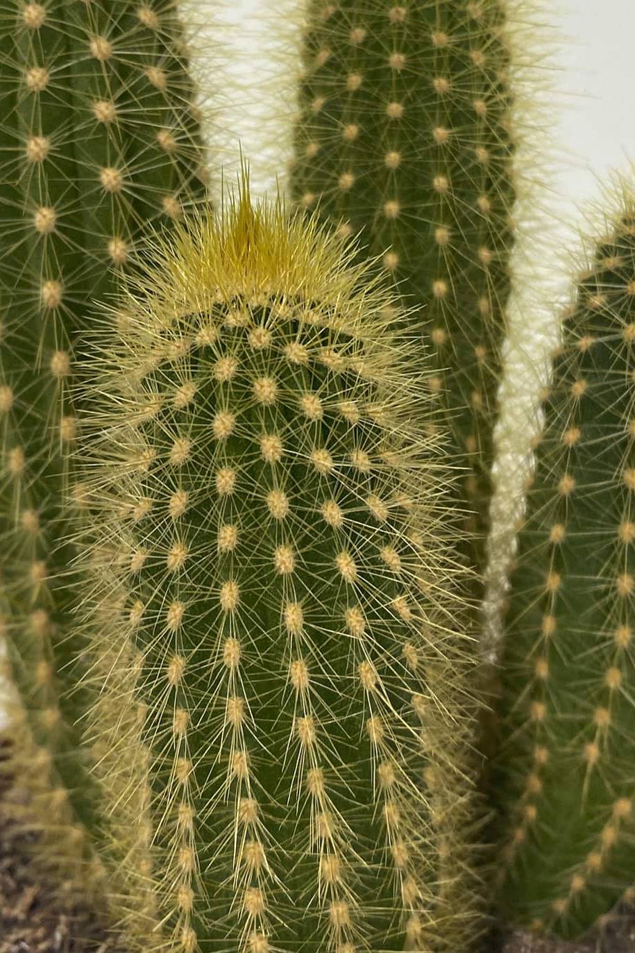 Pilocerus Cactus