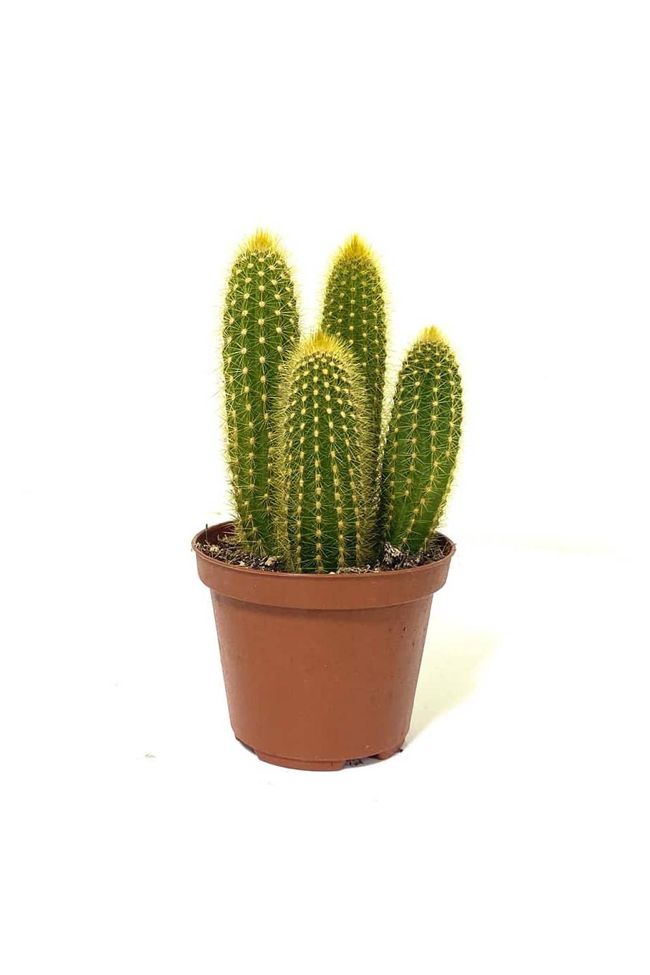 Pilocerus Cactus