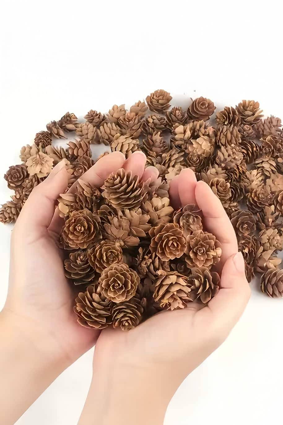 Natural Pine Cone Small