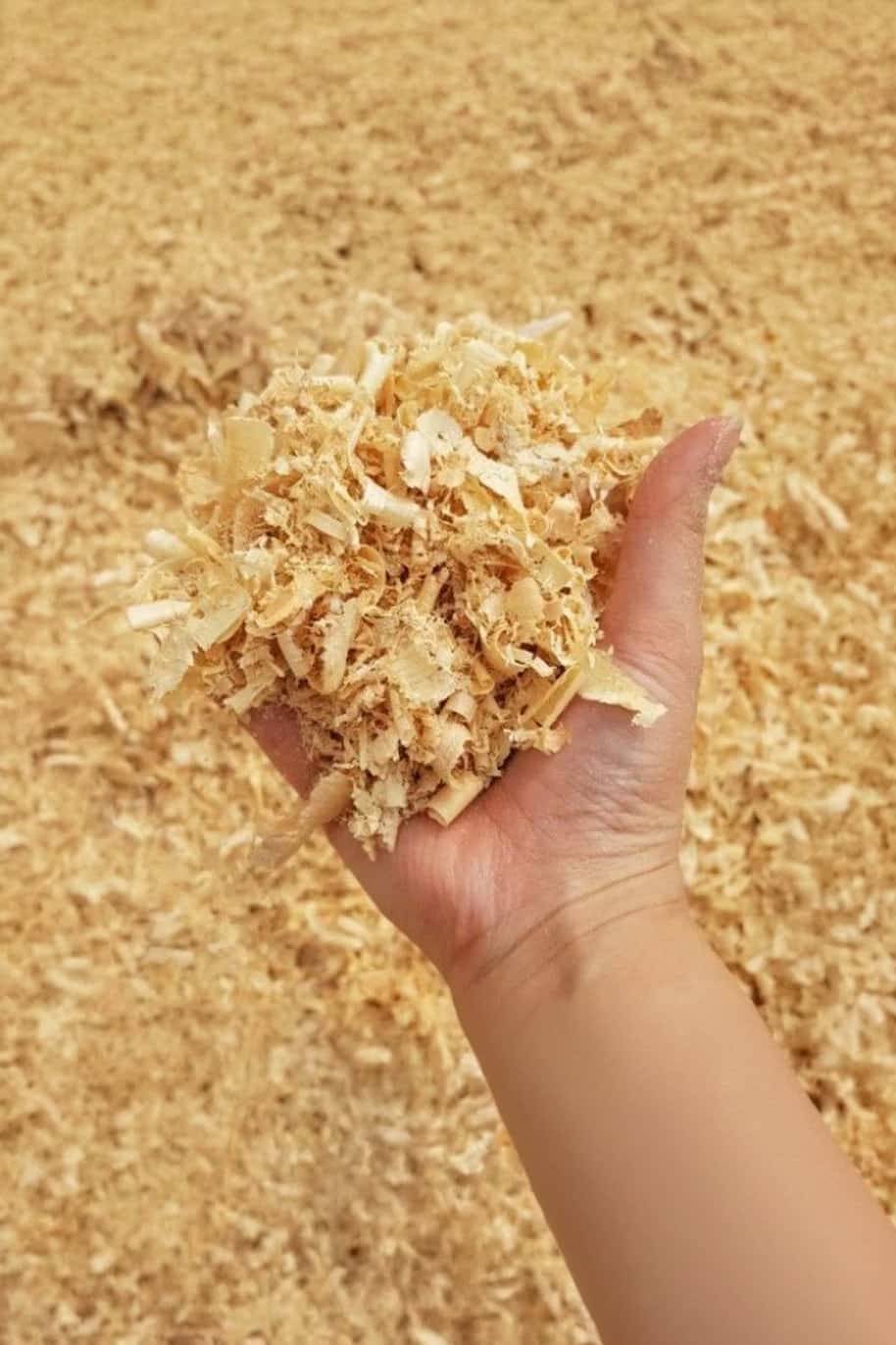 Pine Wood Shavings