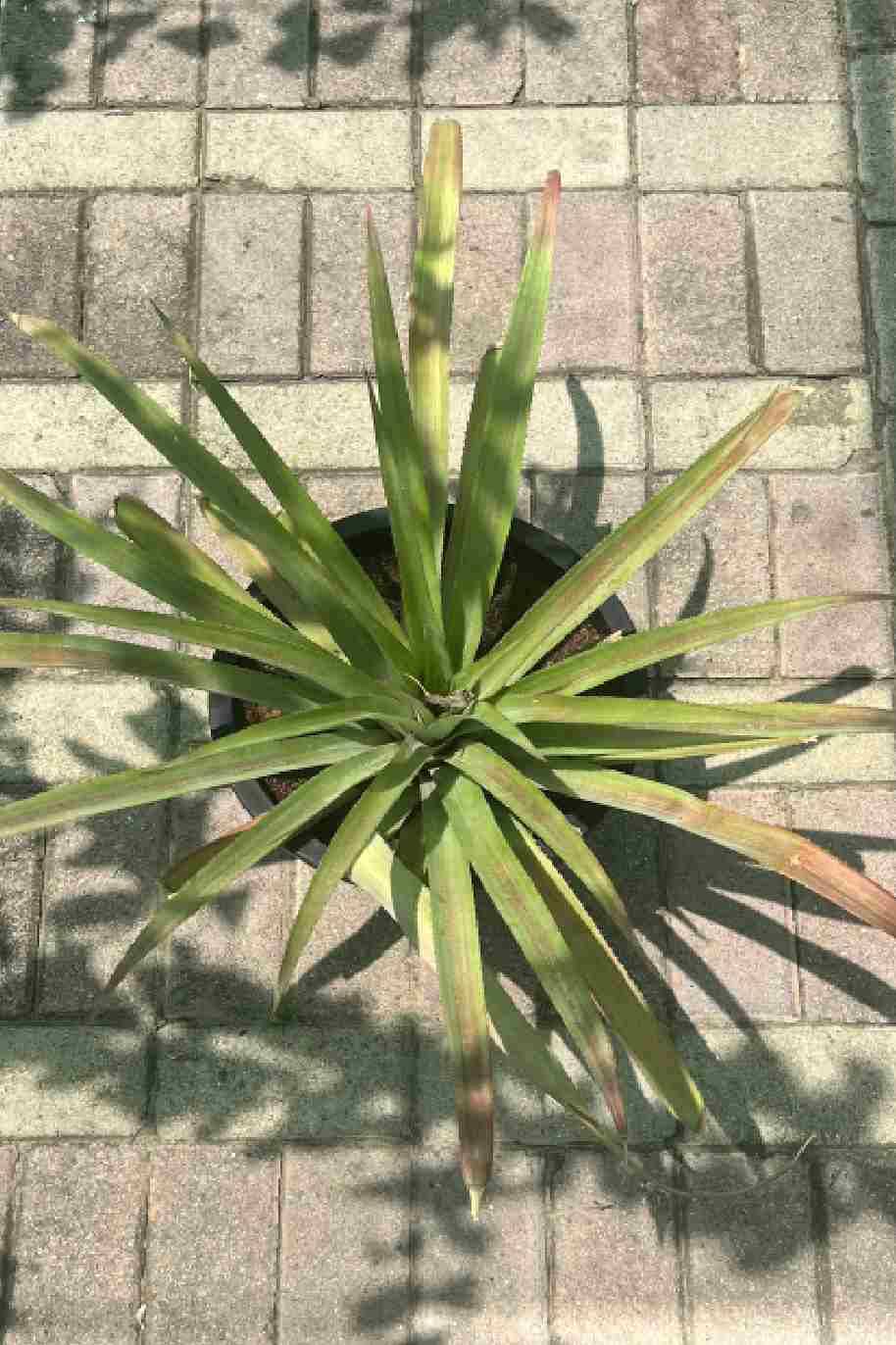 Pineapple - Ananas Comosus - image 4