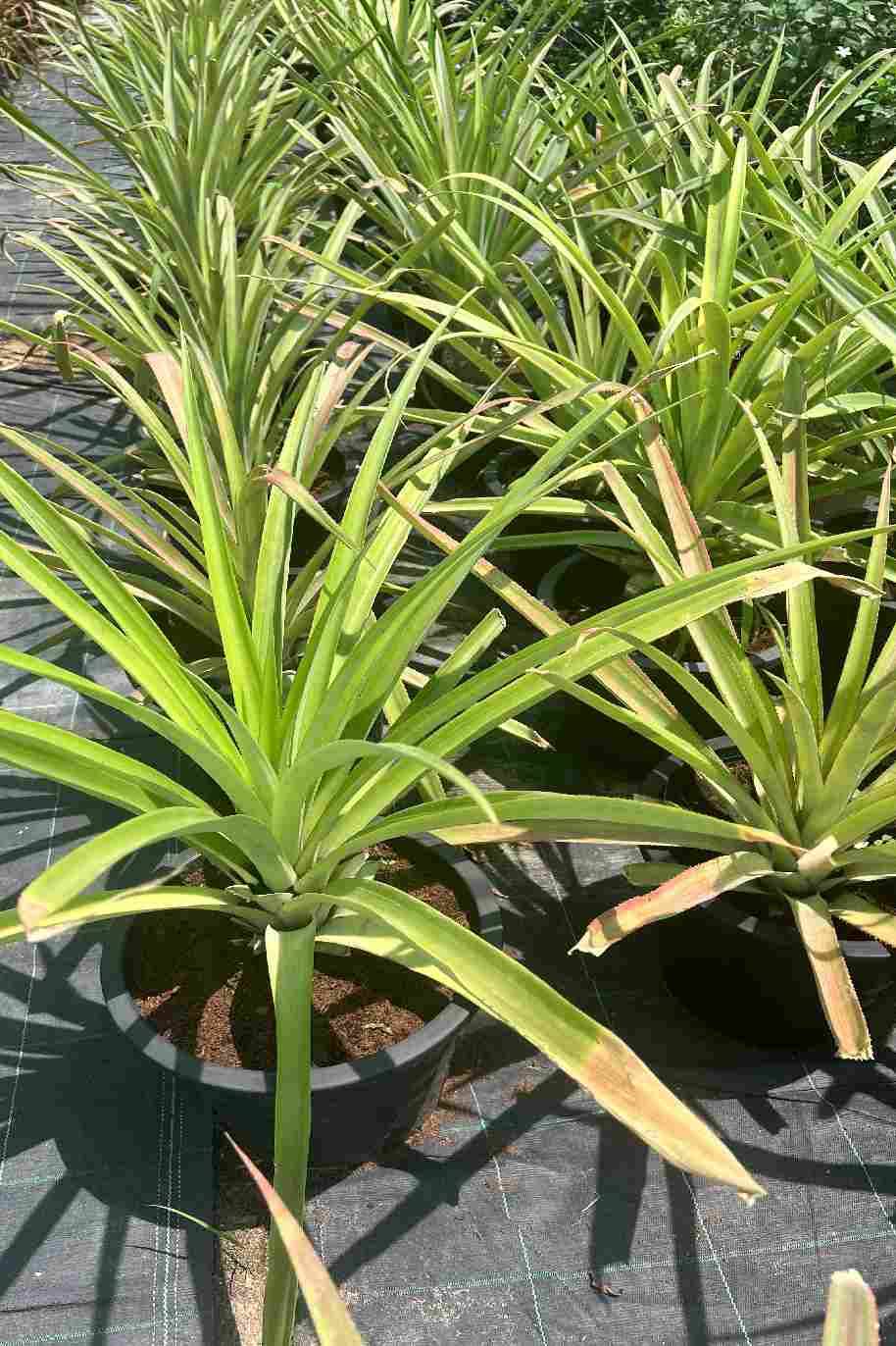 Ananas Comosus