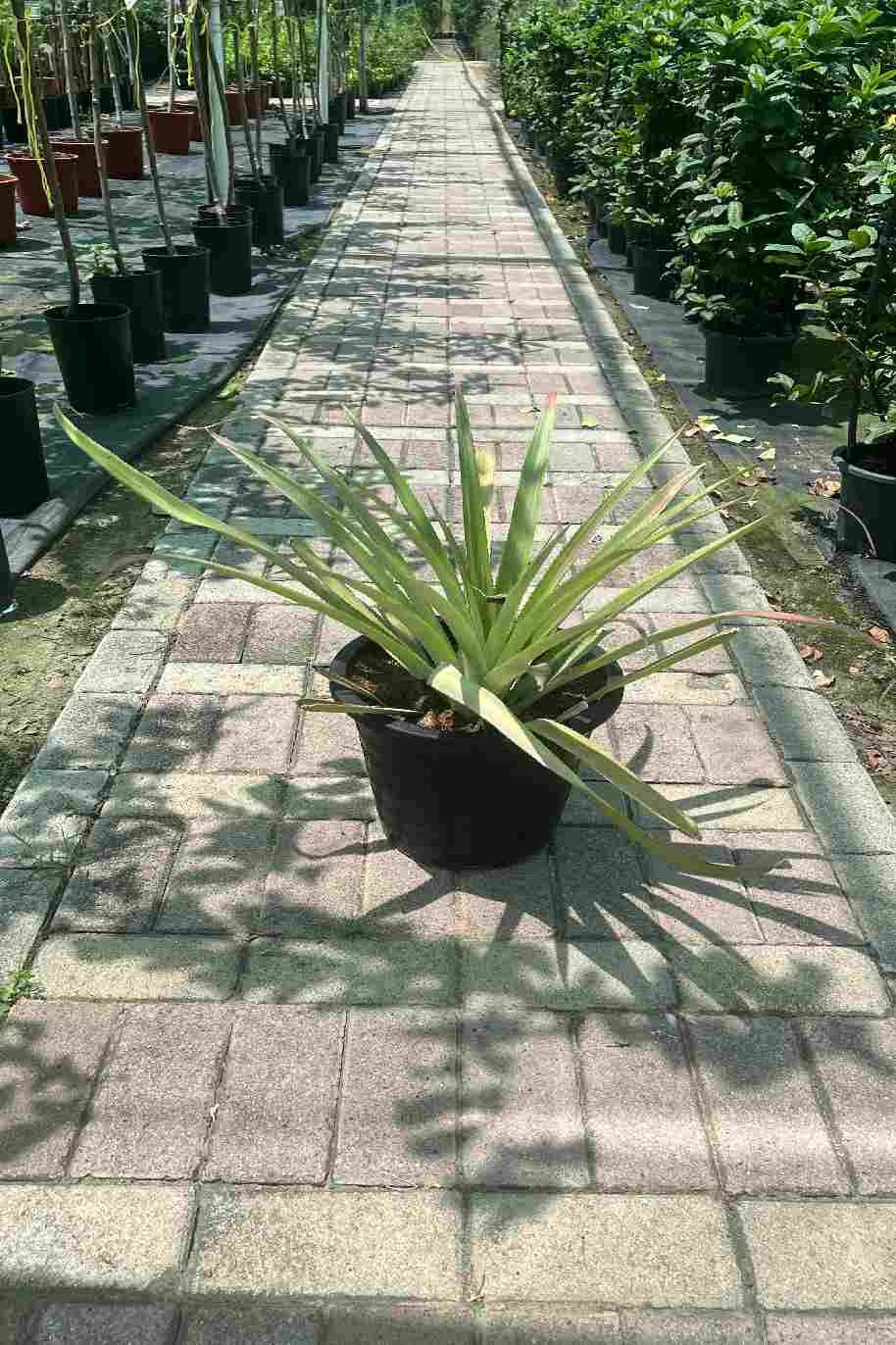 Pineapple - Ananas Comosus - image 3