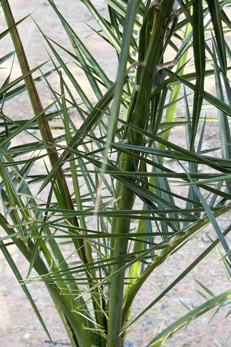 Phoenix Canariensis