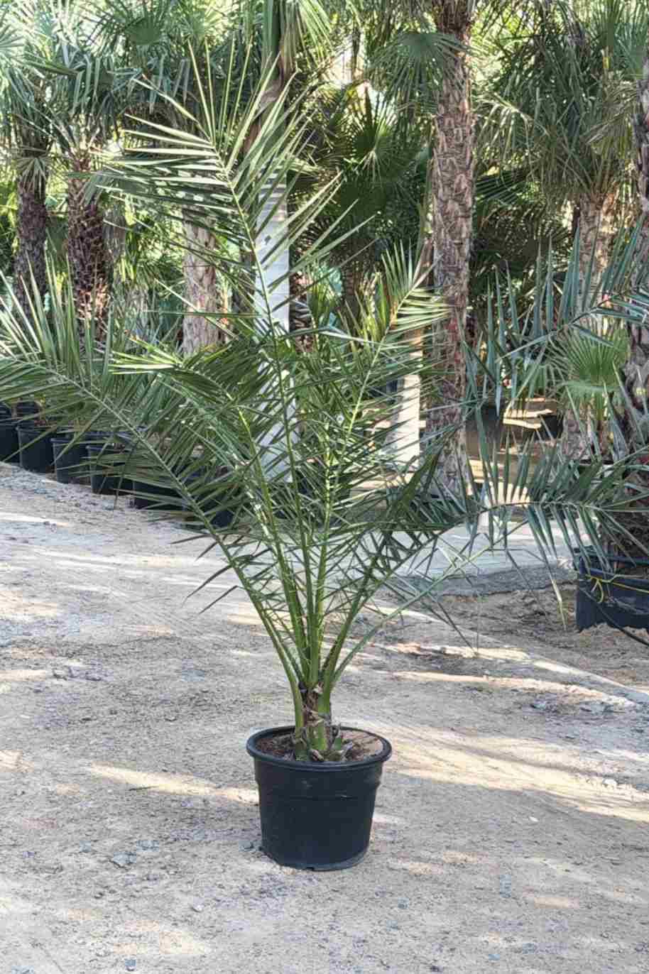 Pineapple Palm