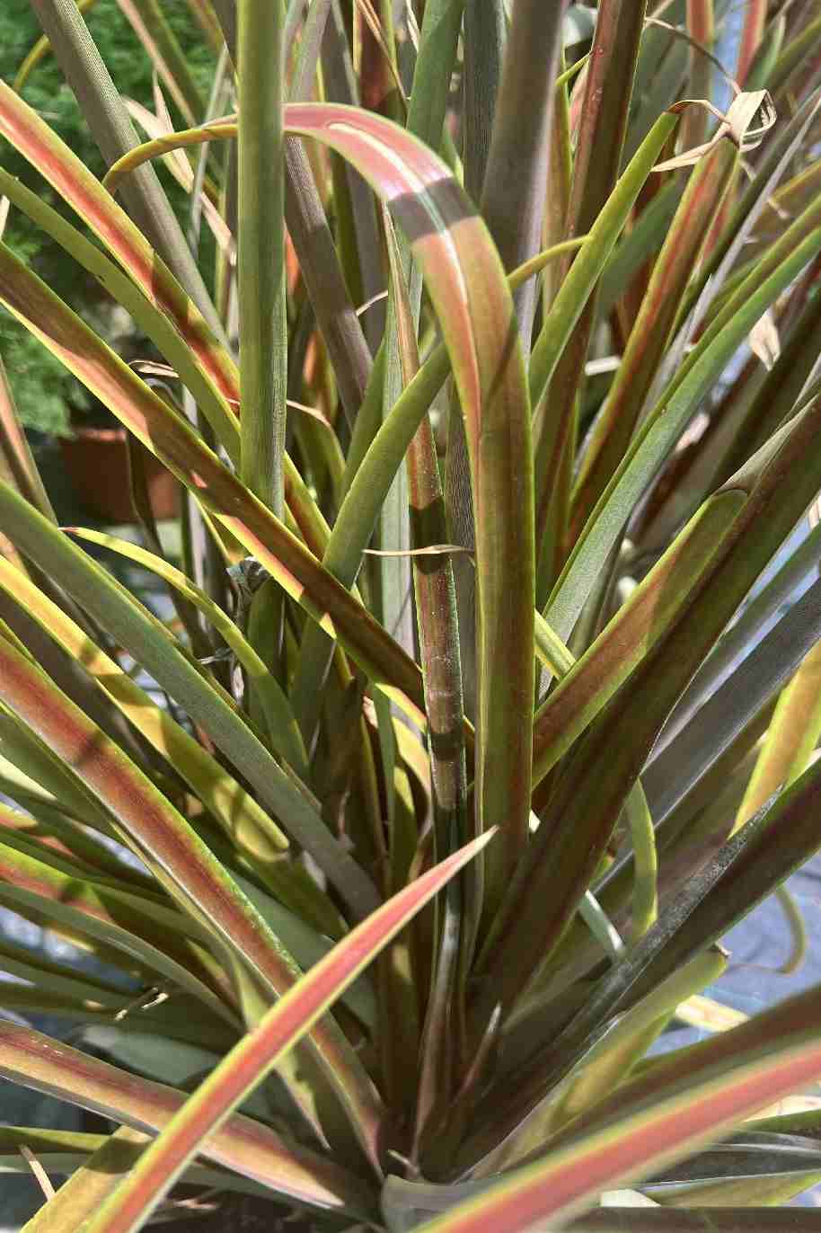 Pineapple Red - Ananas Comosus Red - image 2