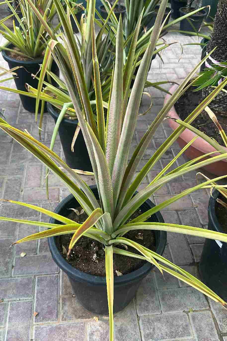 Pineapple Red - Ananas Comosus Red - image 3