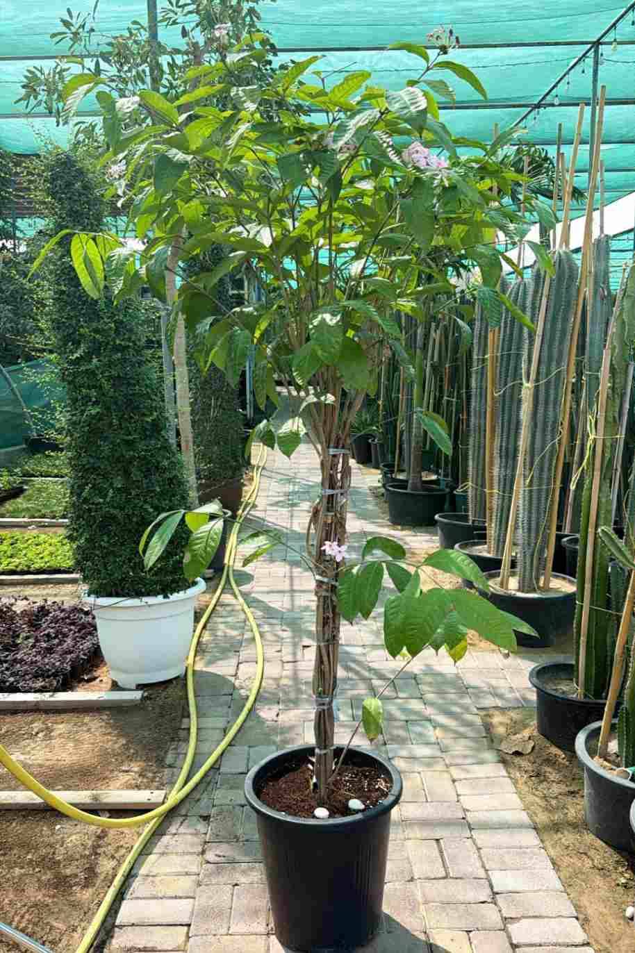 Kopsia Fruticosa