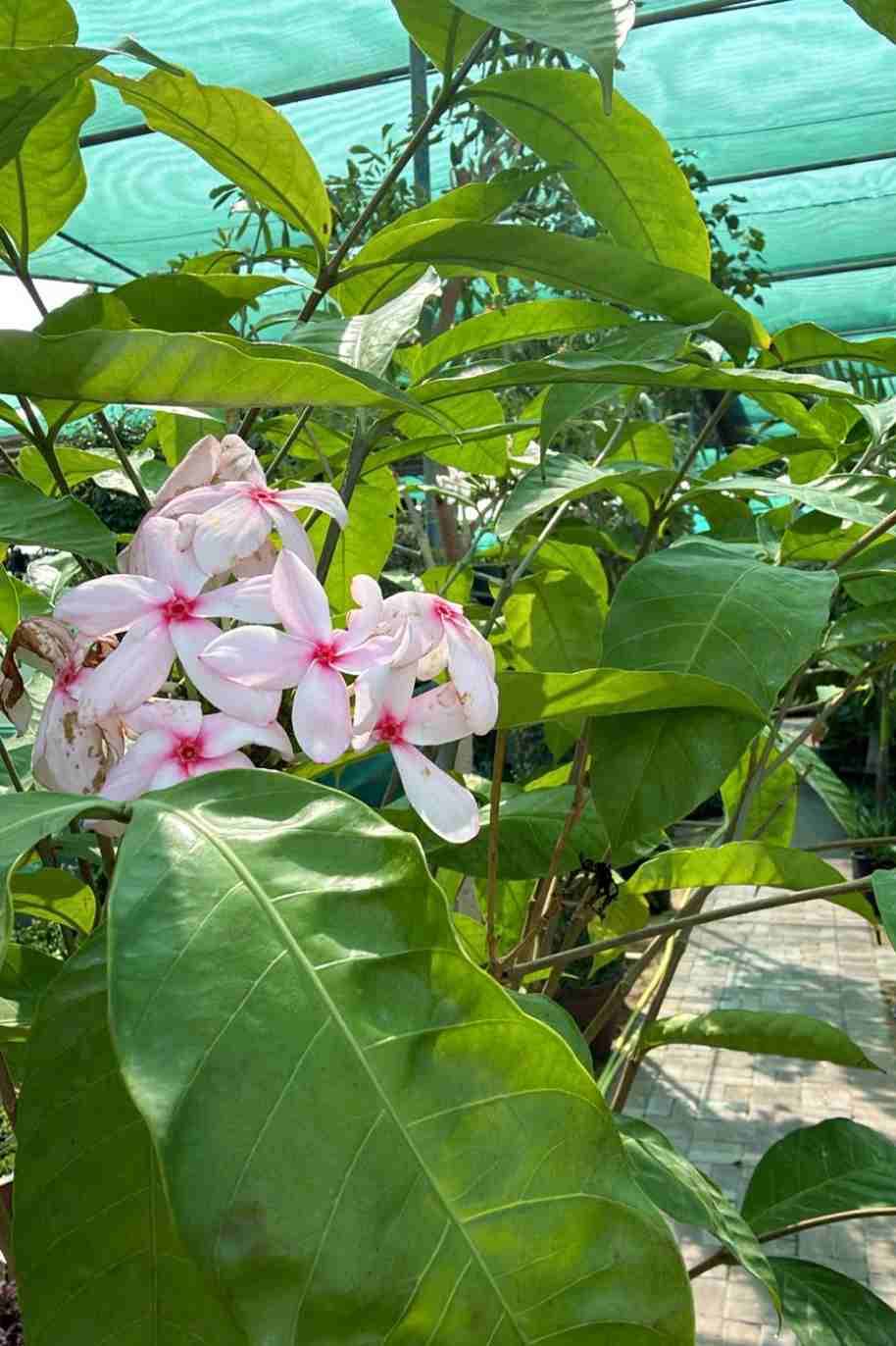 Pink Kopsia