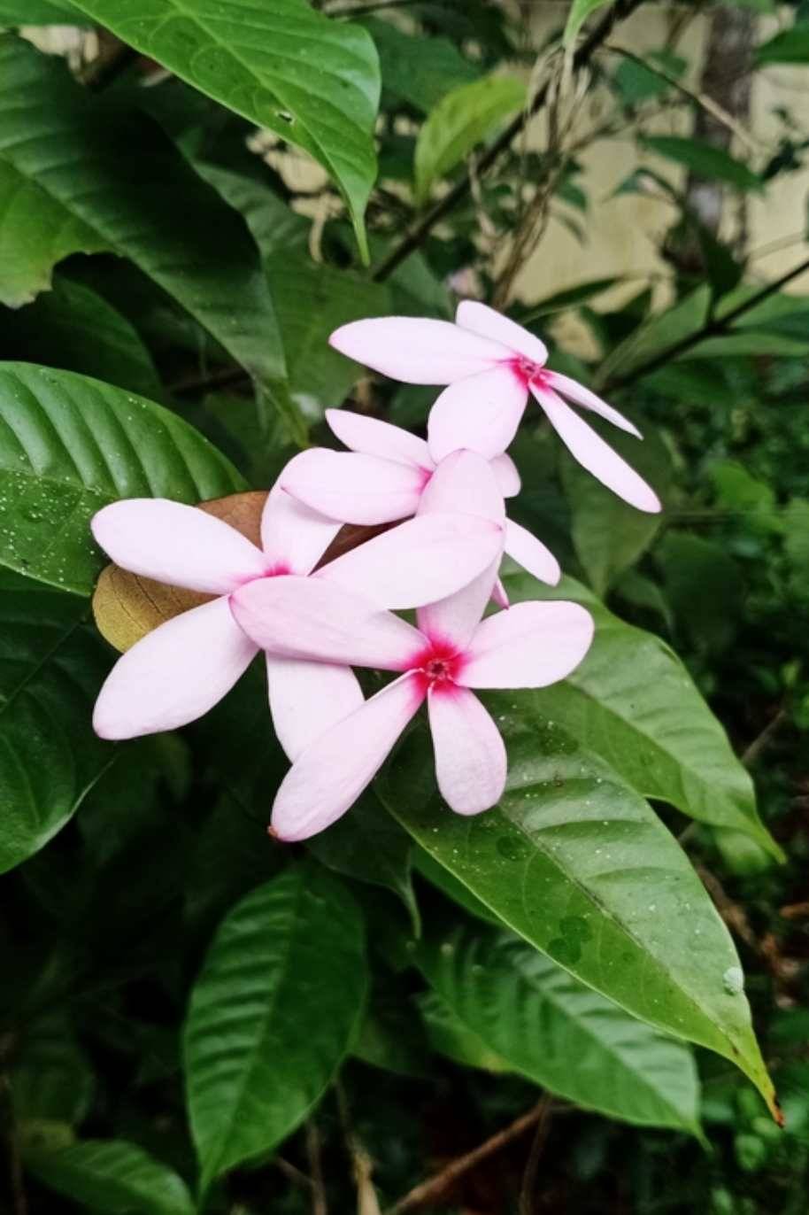 Pink Kopsia