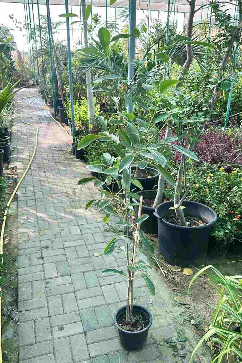 Tabebuia rosea