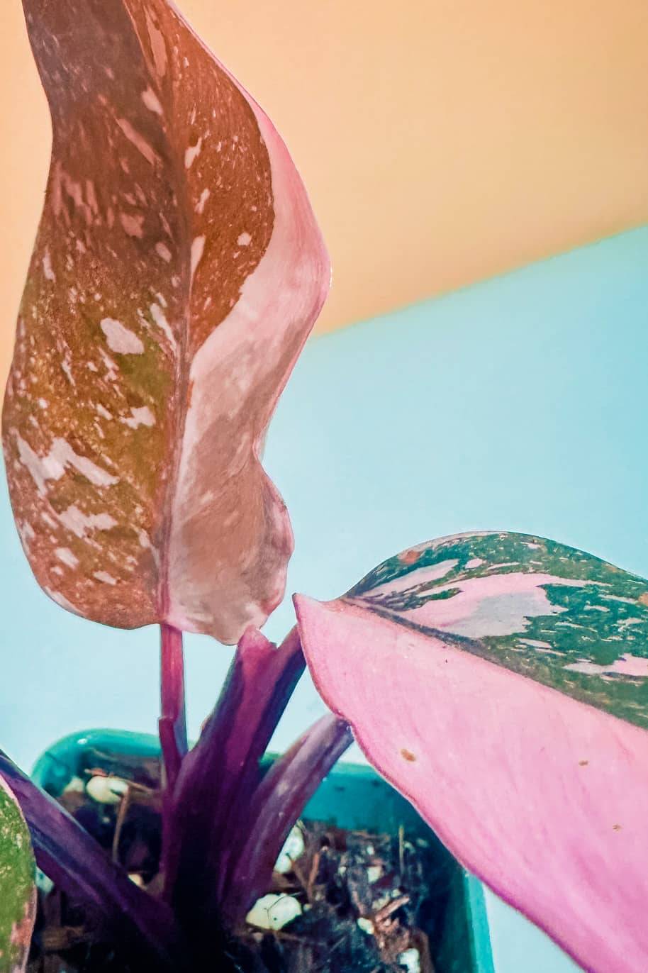Philodendron 