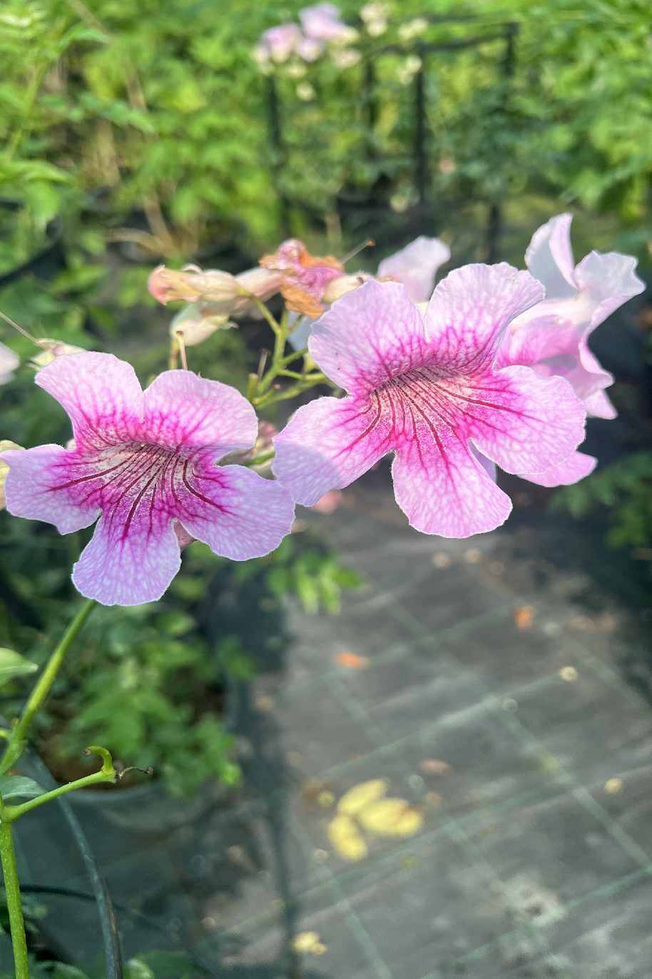 Pink Trumpet Vine - Podranea ricasoliana - image 3