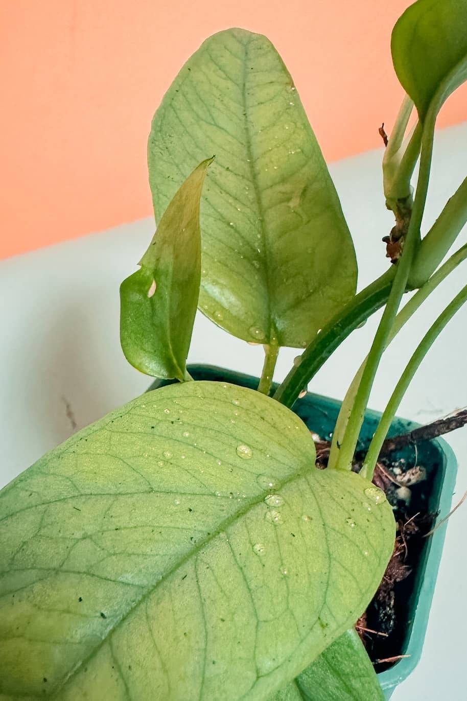 Cebu Blue Pinnatum Mini - Philodendron - image 2