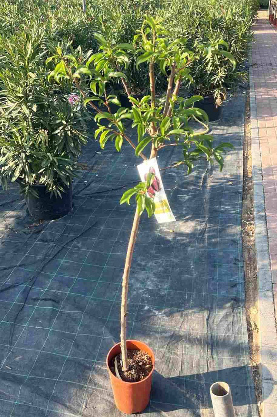 Plum Tree - Plum Domestica - image 2