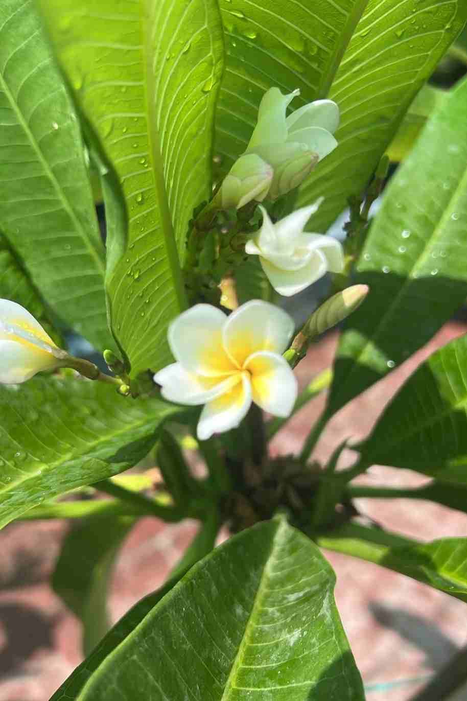Plumeria Obtusa Dwarf Americana White - image 6