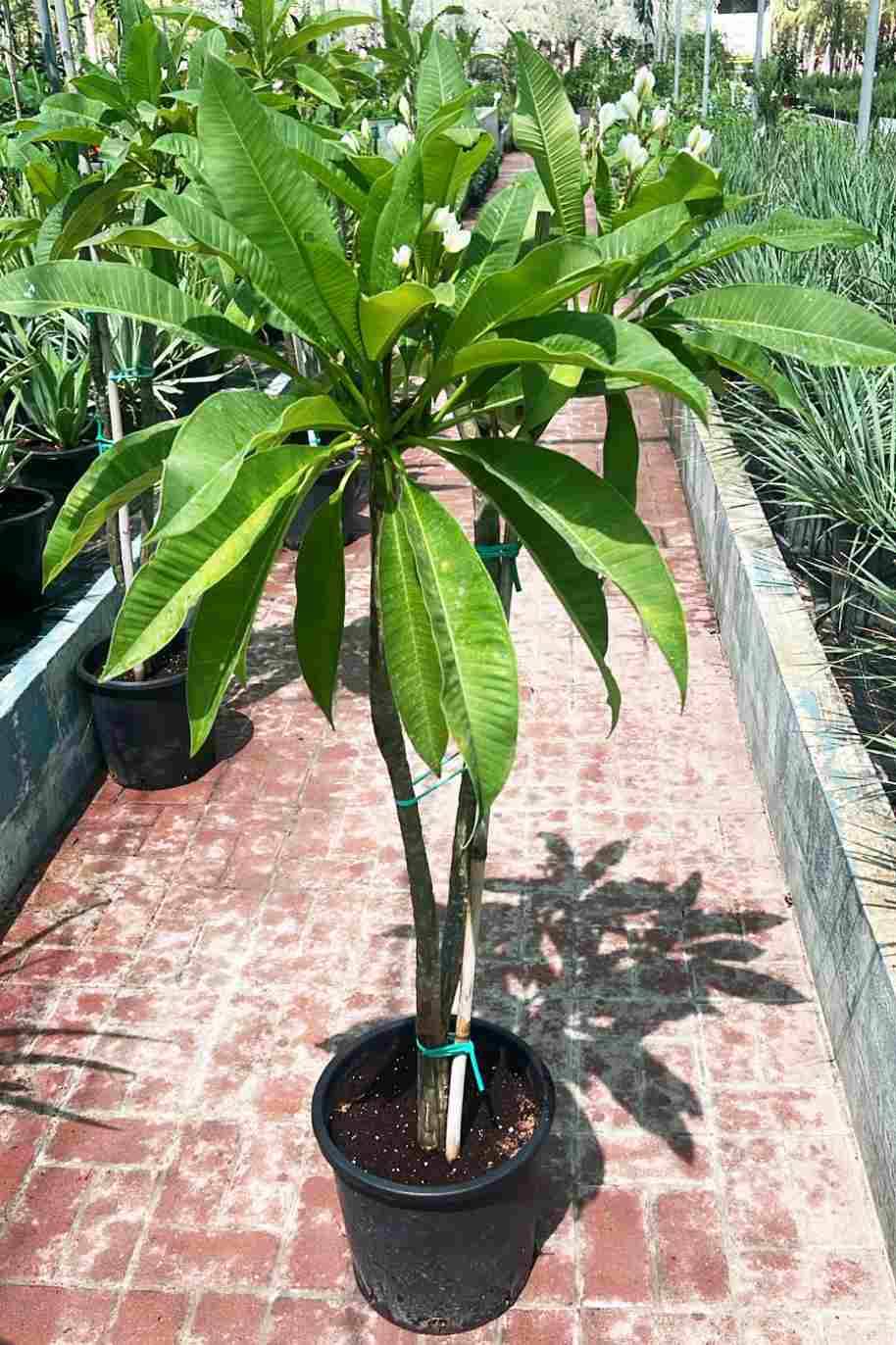 Plumeria Obtusa Dwarf Americana White - image 5