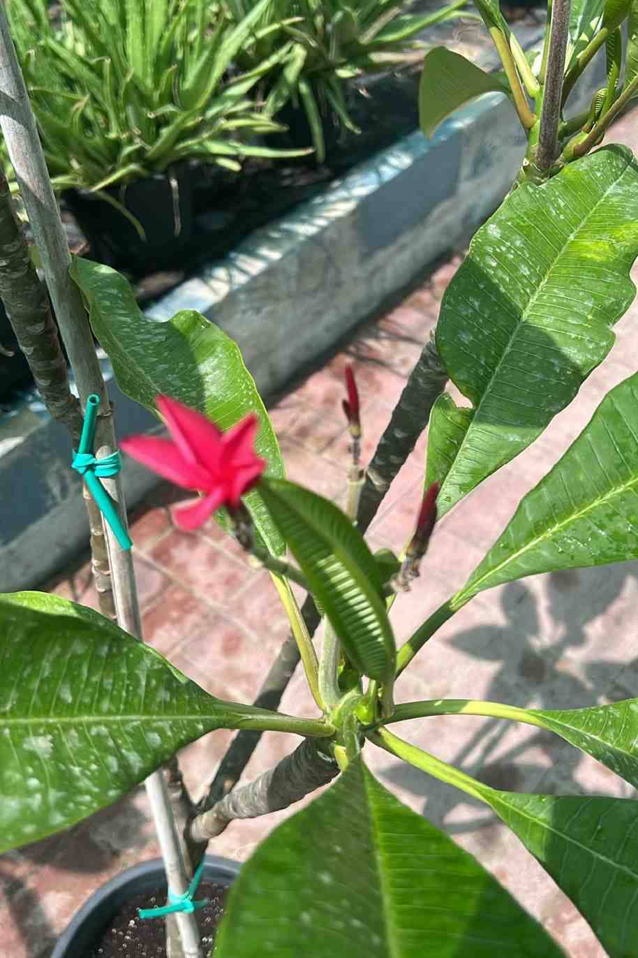 Plumeria Red - image 4