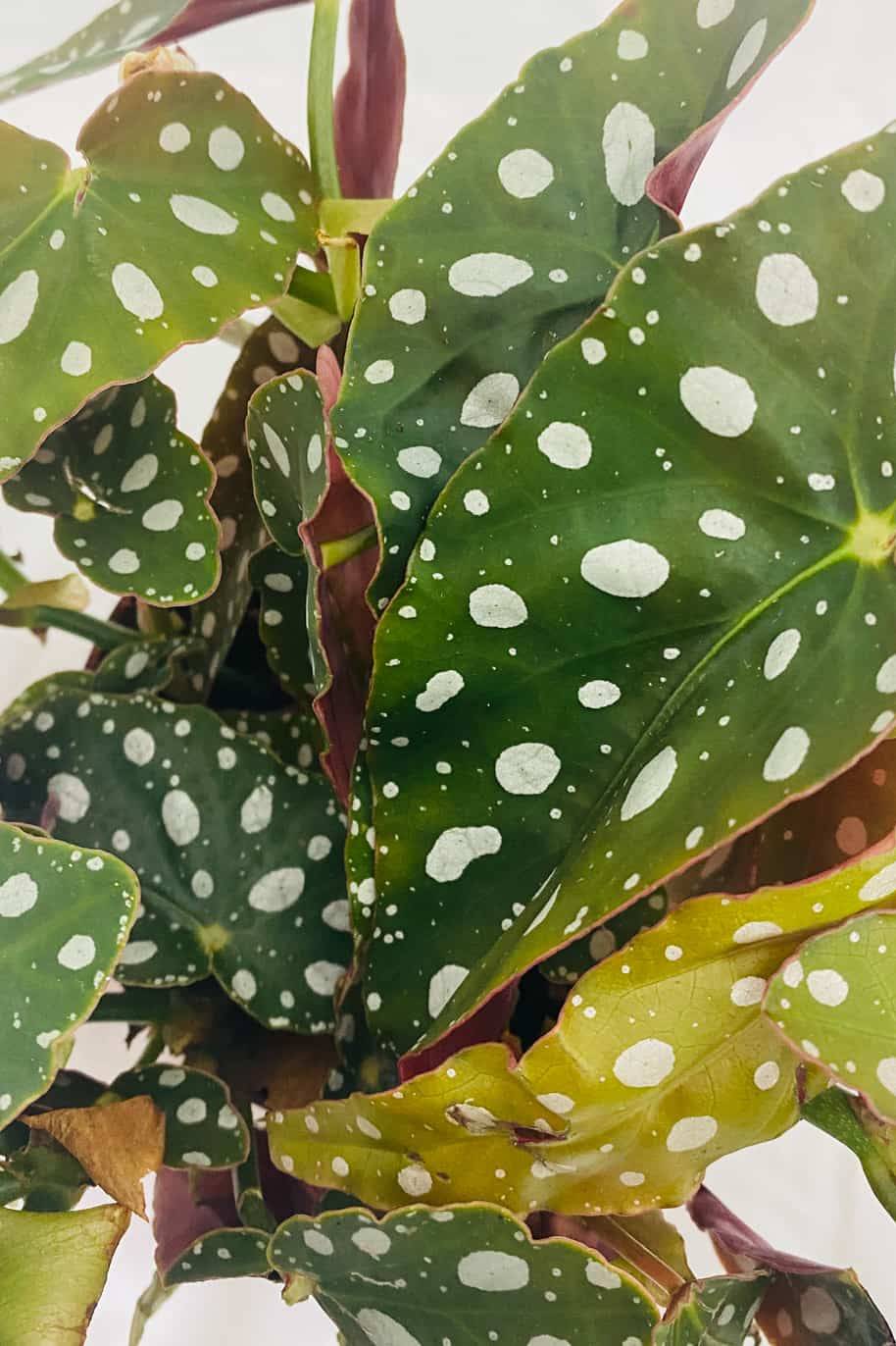 Begonia