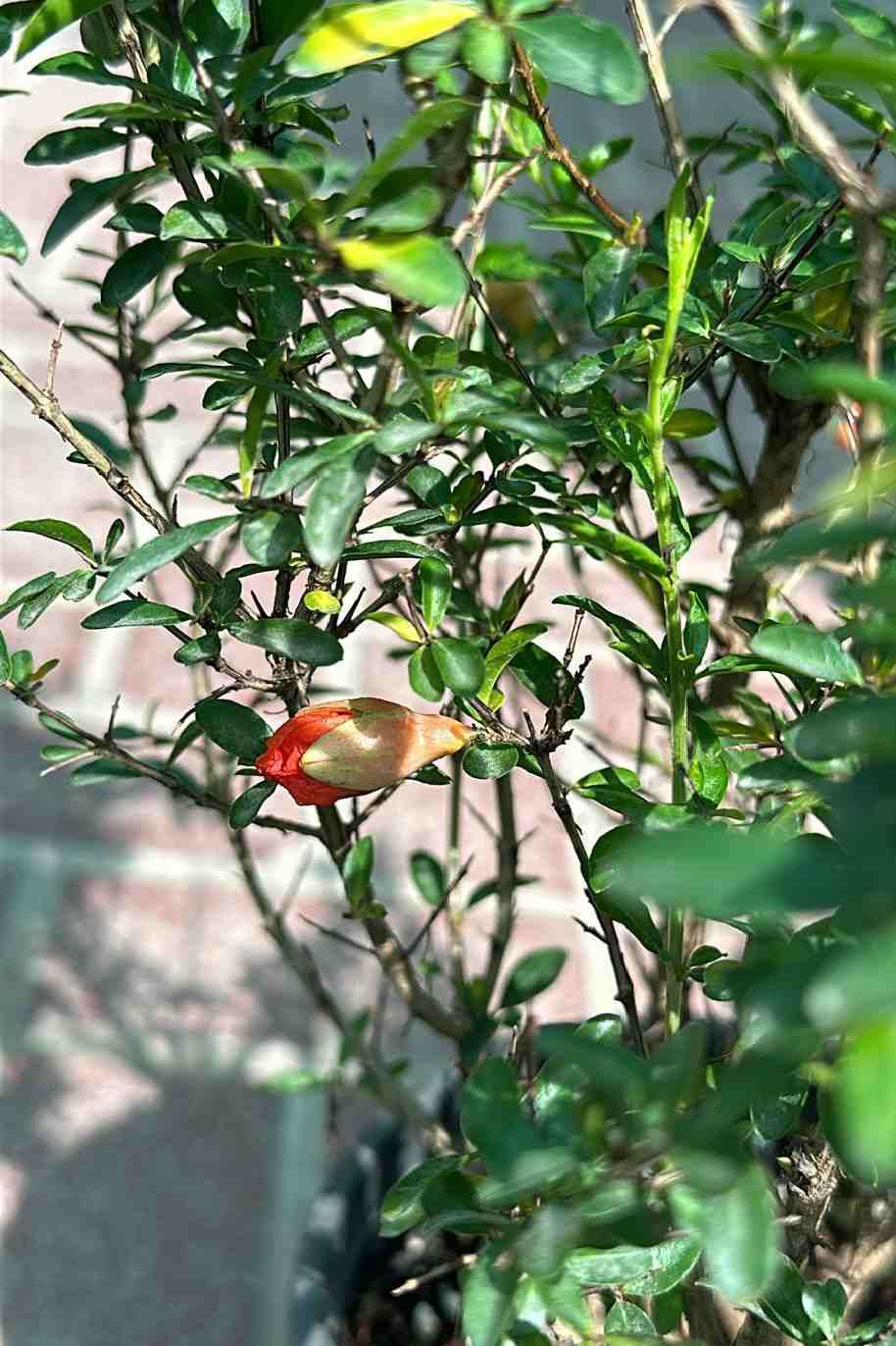 Pomegranate - Punica Granatum - image 4