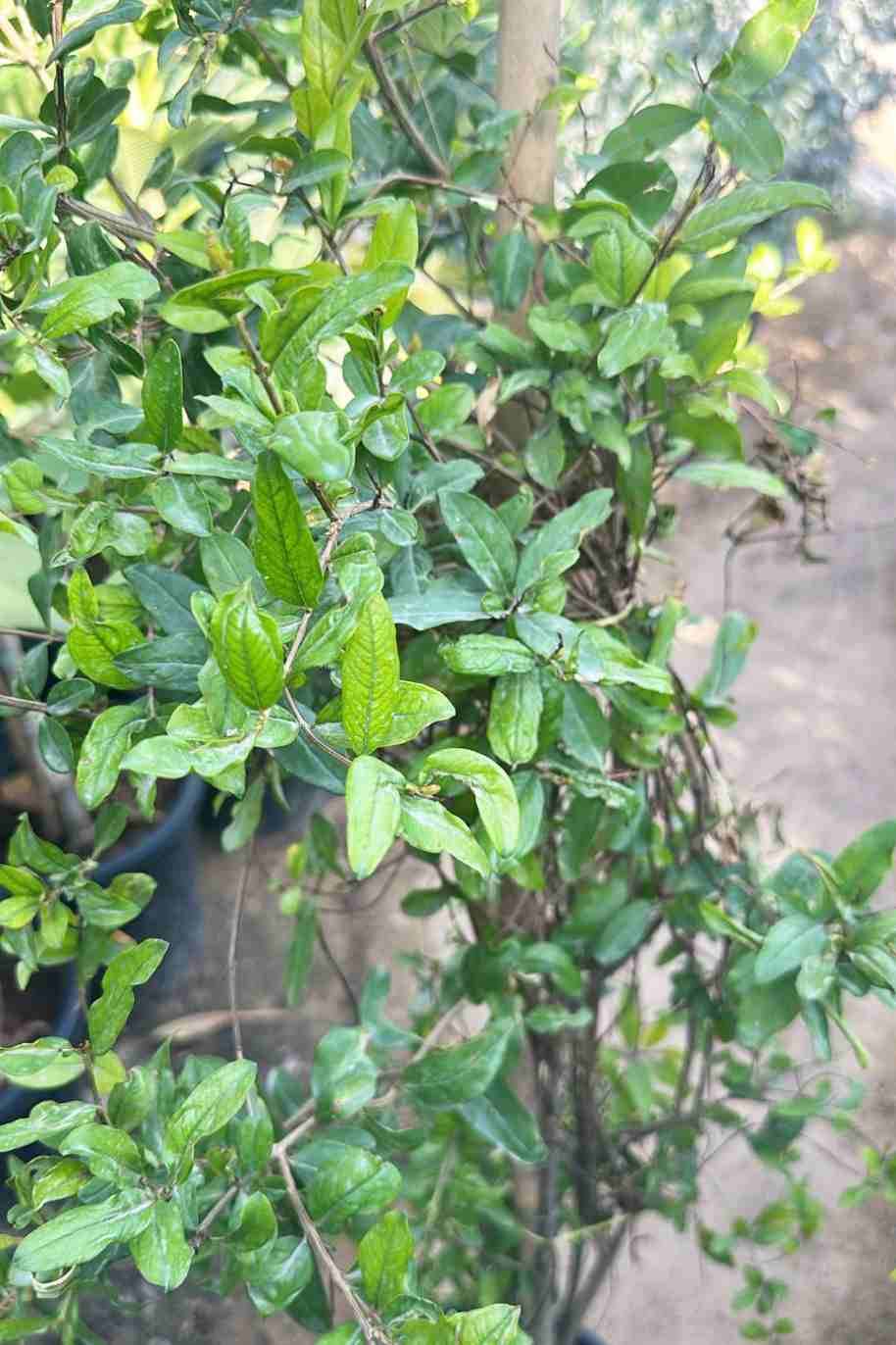 Pomegranate - Punica Granatum - image 6