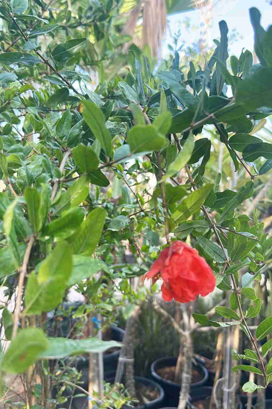 Pomegranate - Punica Granatum - image 9