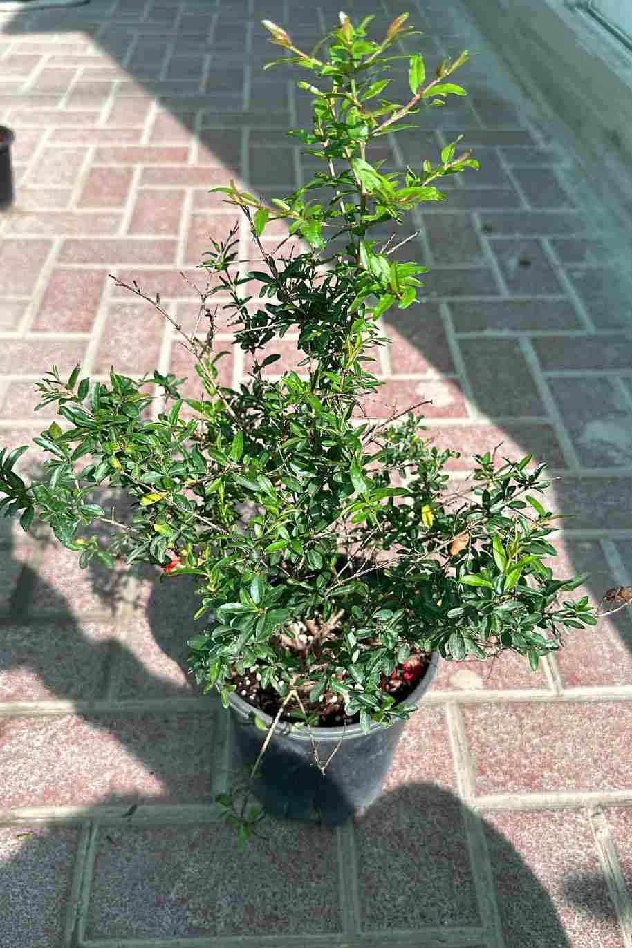 Pomegranate - Punica Granatum - image 3