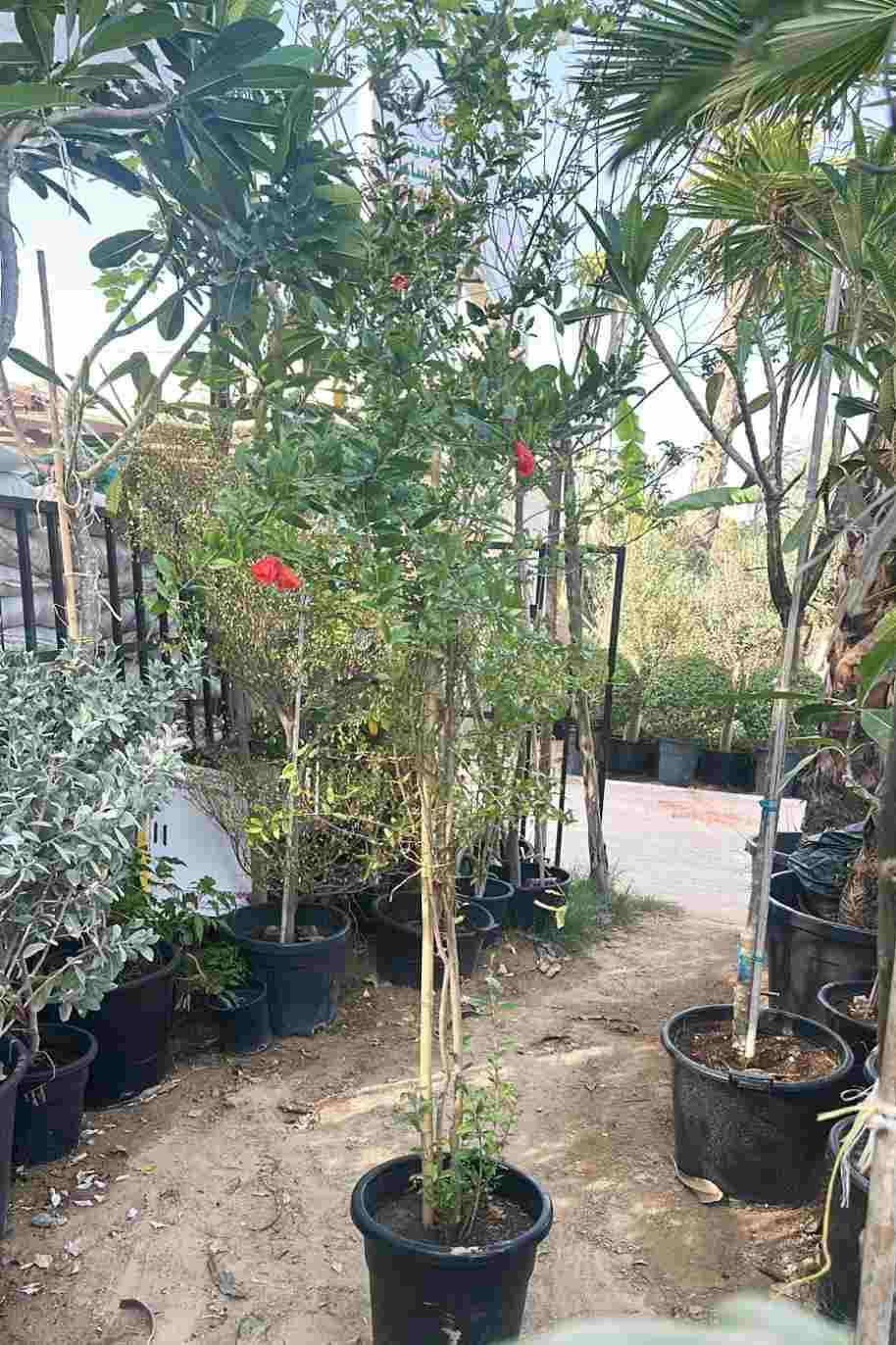 Pomegranate - Punica Granatum - image 7