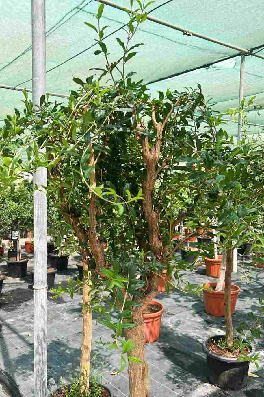 Punica Granatum