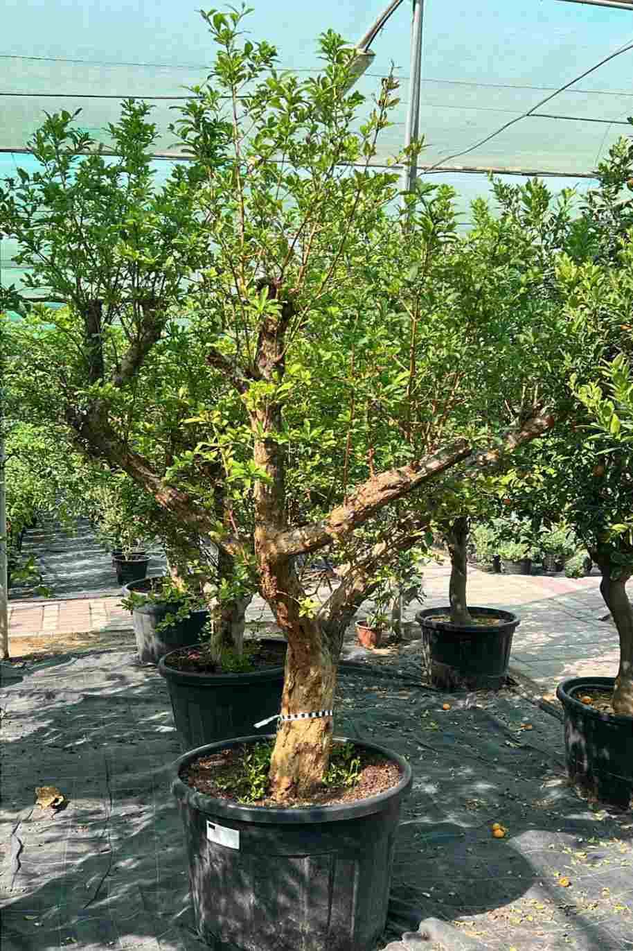 Pomegranate Tree