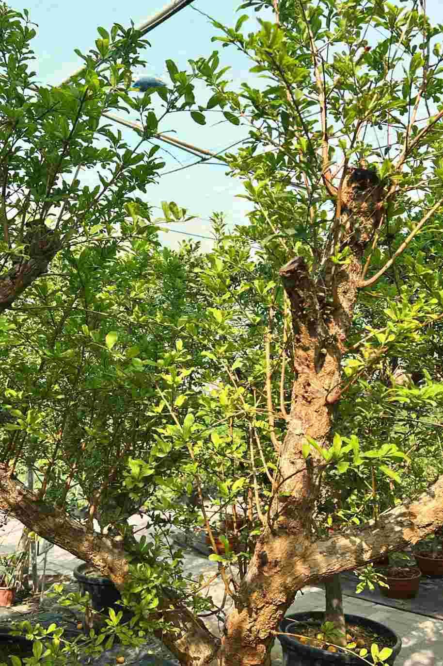 Pomegranate Tree