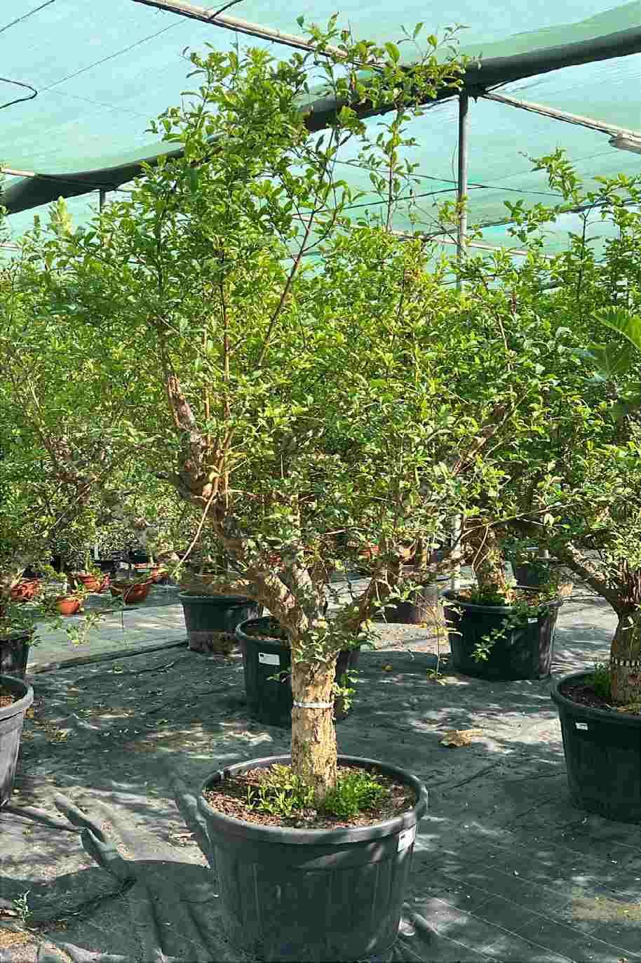 Pomegranate Tree