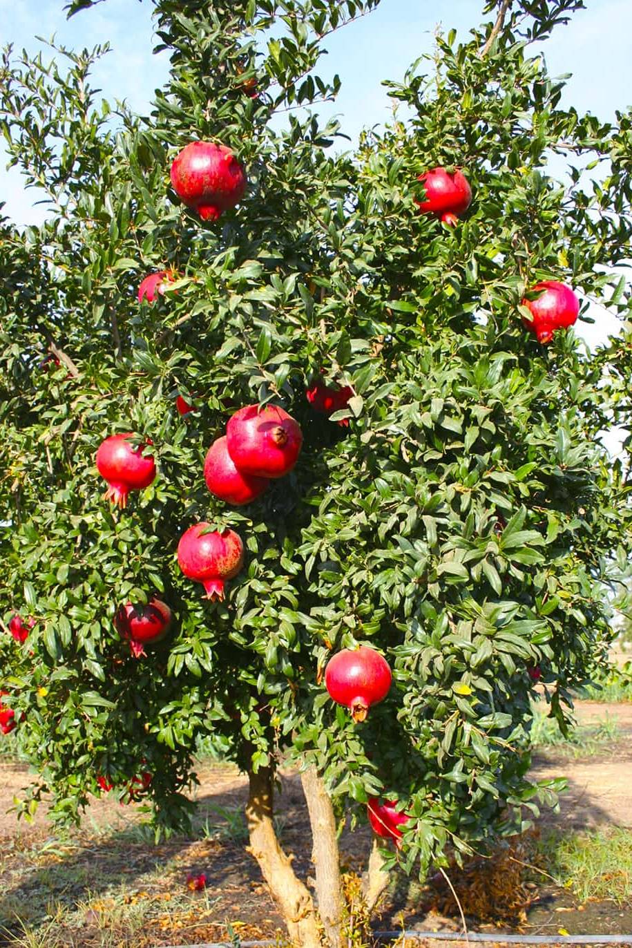 Pomegrenate Seeds
