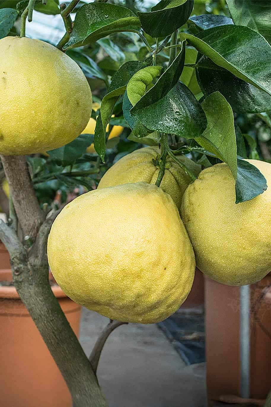 Organic Pomelo Seeds