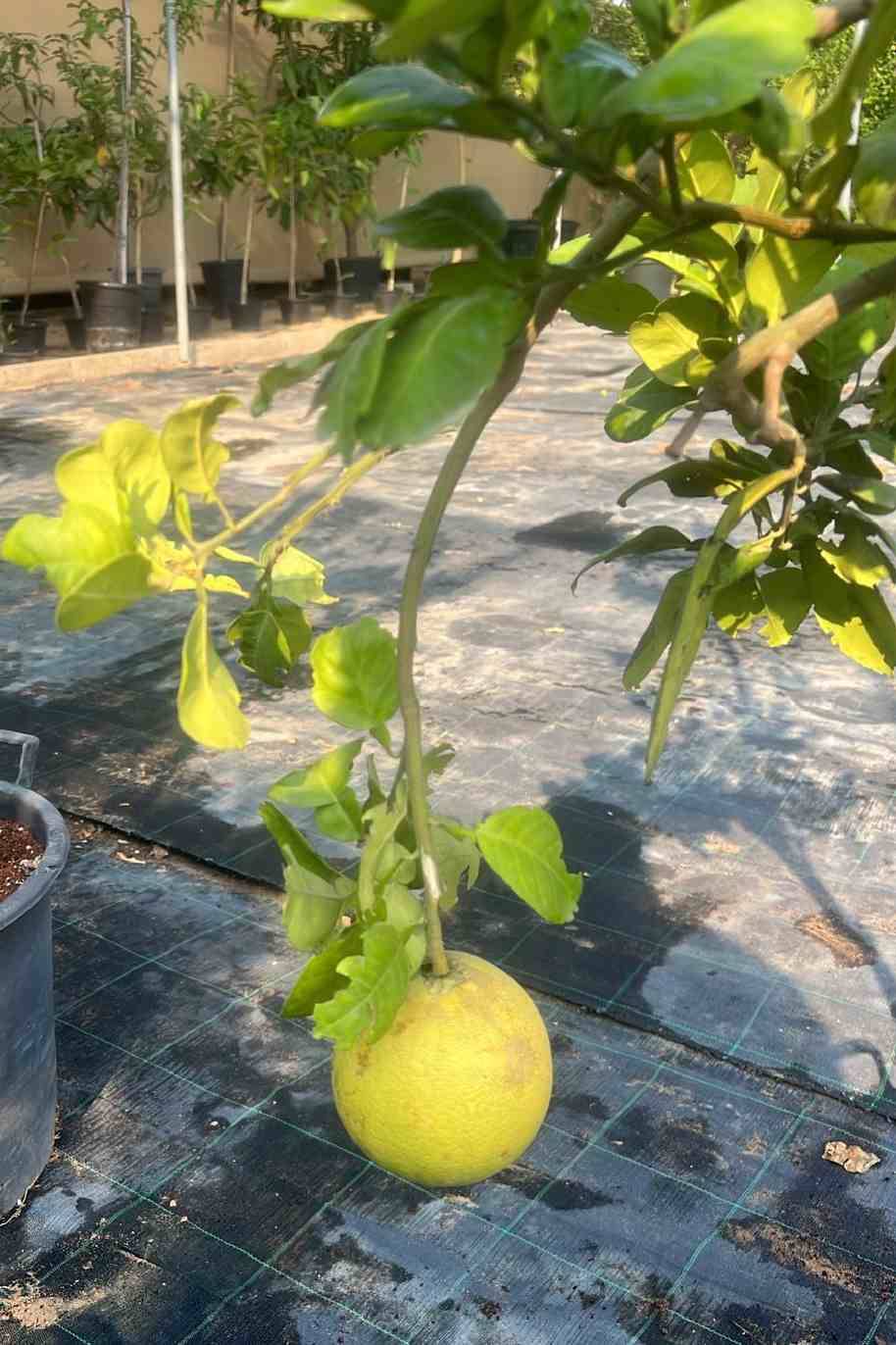 Pomelo Tree