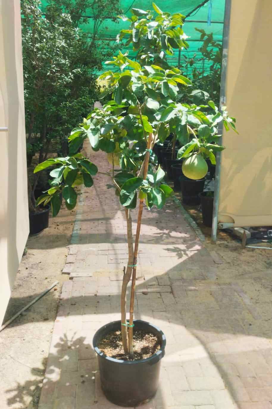 Citrus Maxima