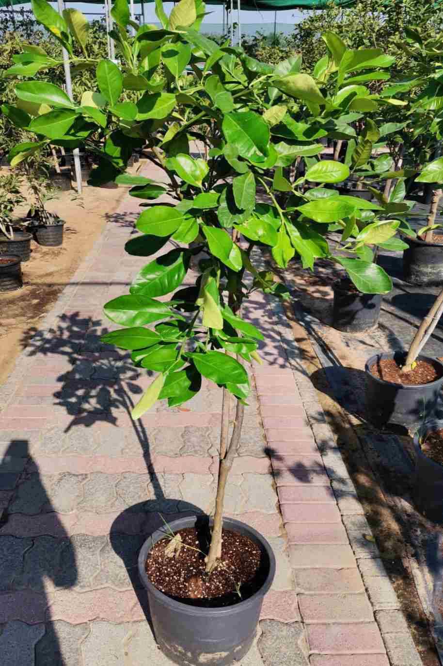 Pomelo Tree - Citrus Maxima - image 4