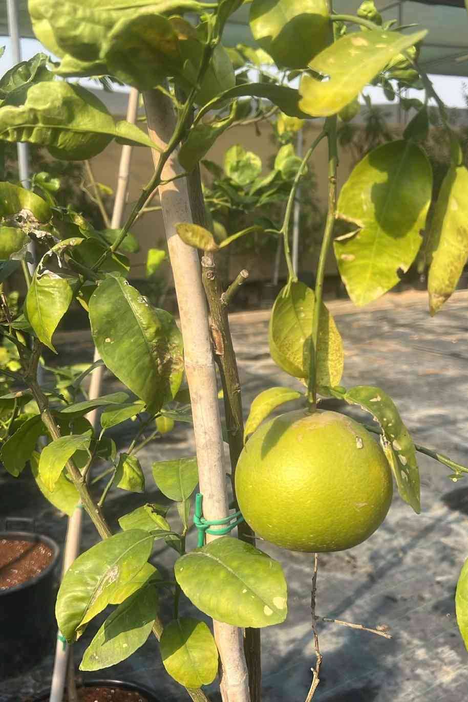 Pomelo Tree - Citrus Maxima - image 3