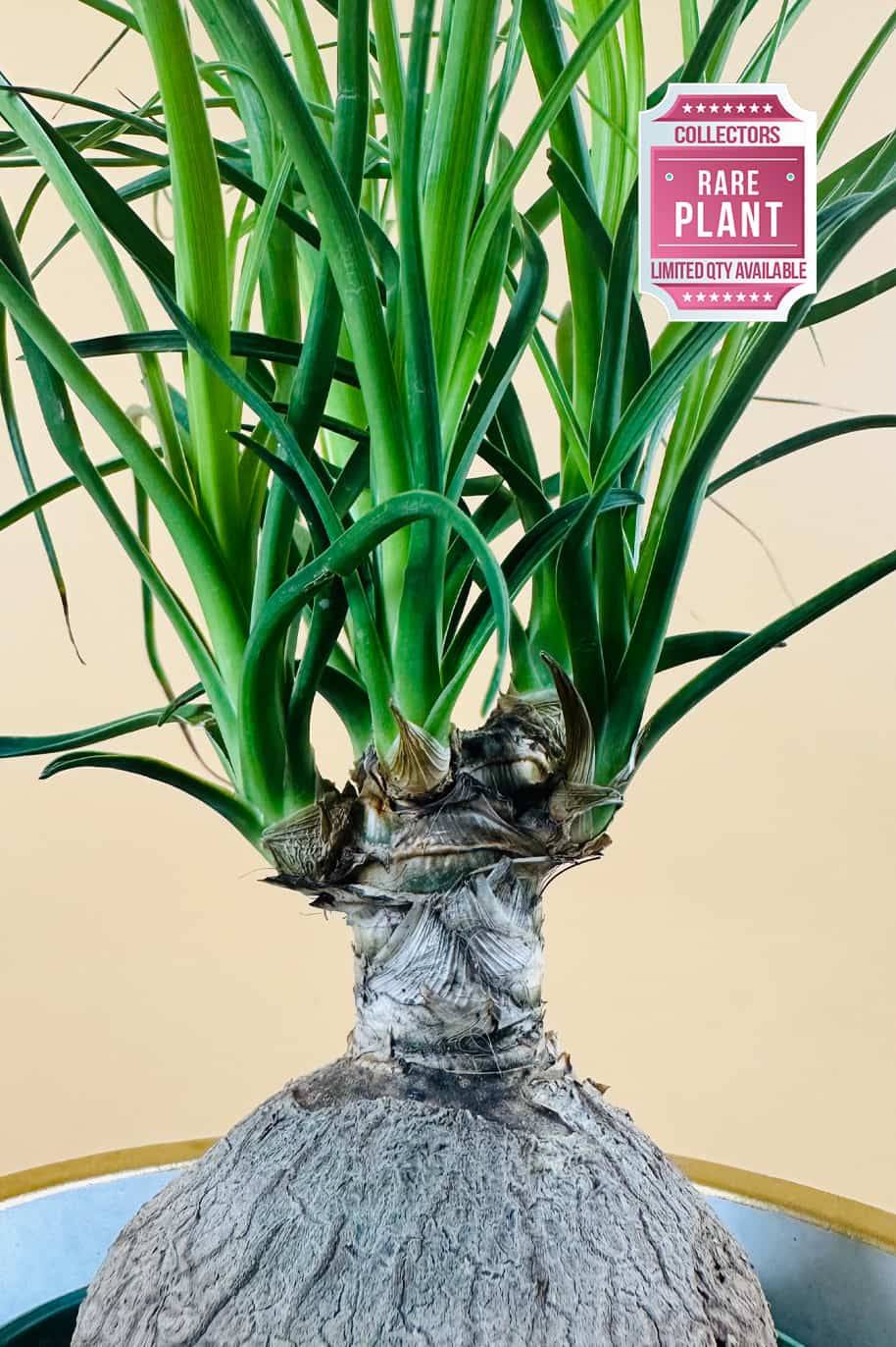 Beaucarnea recurvata