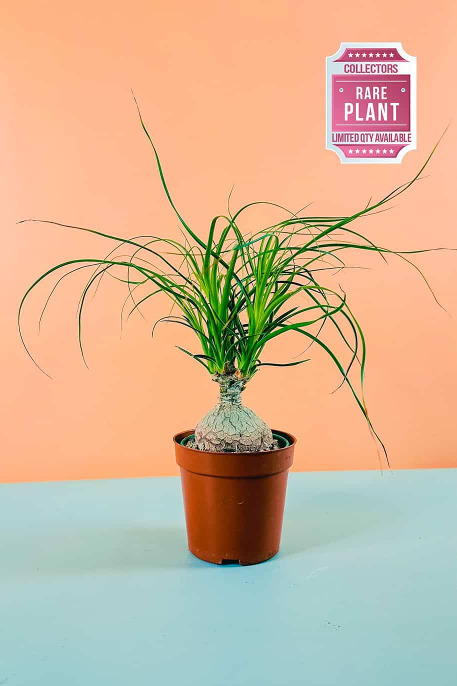 Ponytail Dwarf Palm