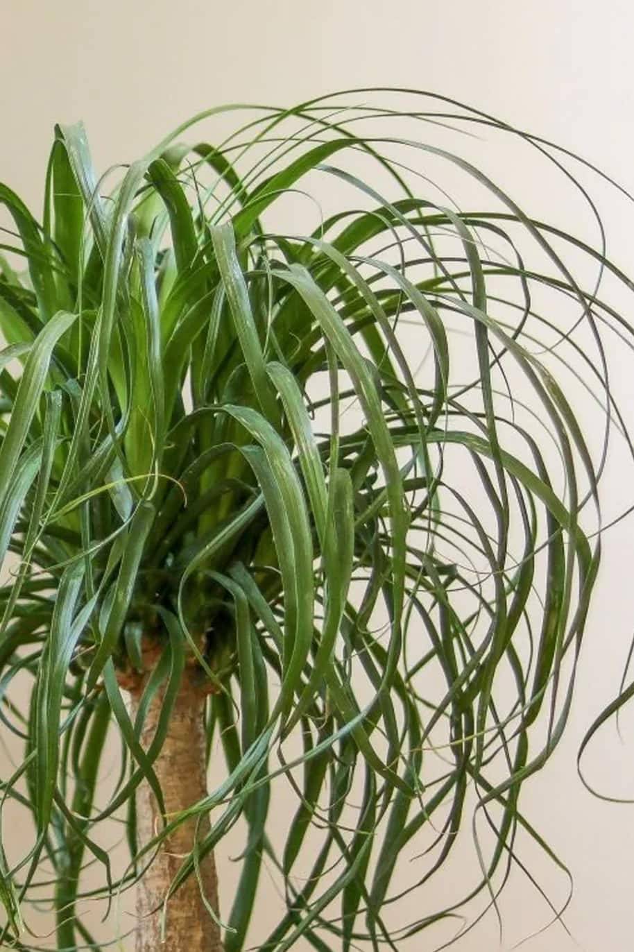 Beaucarnea recurvata