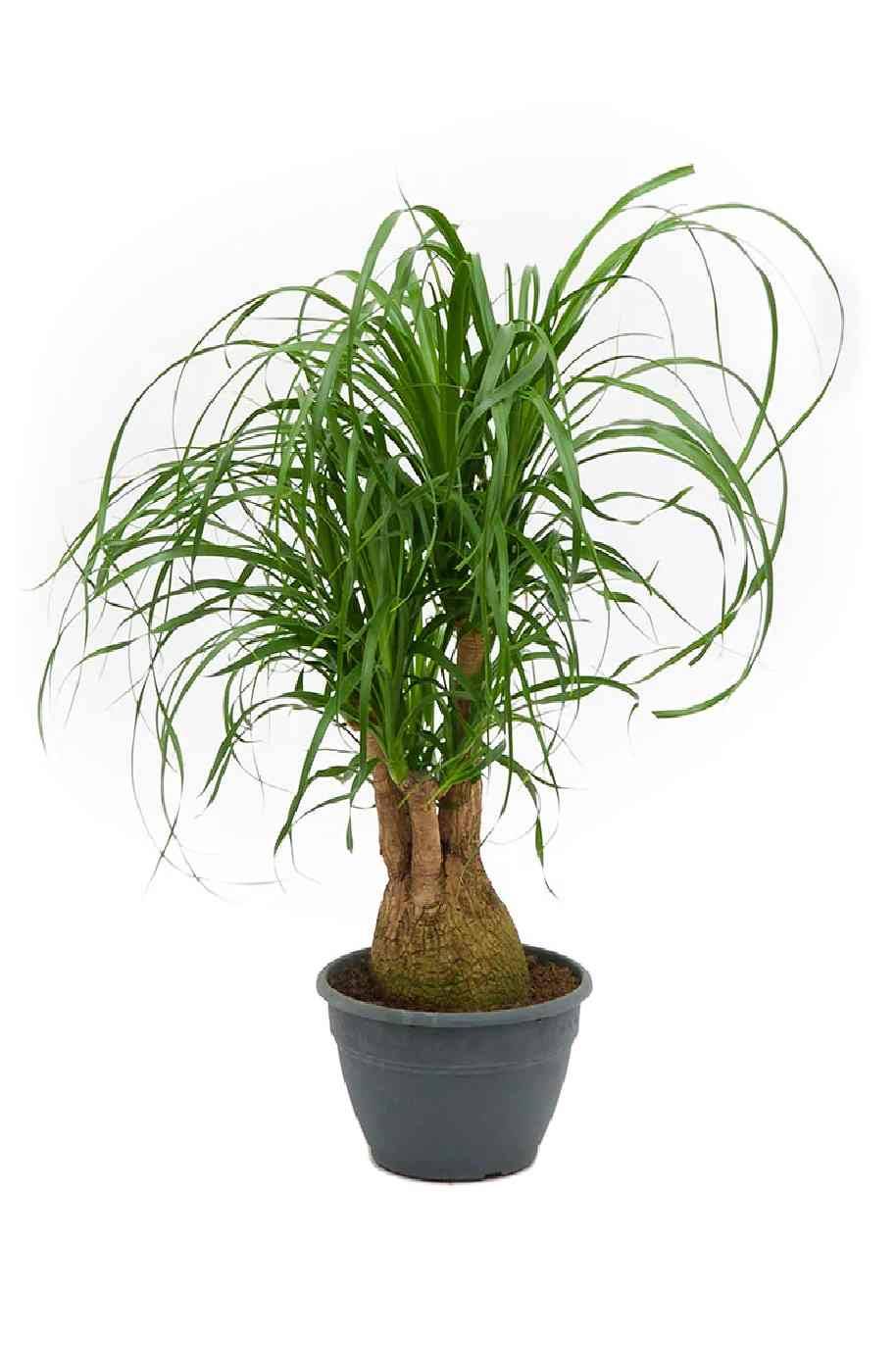 Ponytail Palm Branched